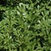 Franklins Gem Dwarf Boxwood - 3 Gallon Pot 2 Franklins Gem Dwarf Boxwood - 3 Gallon Pot -Best Plant Shop Boxwood Franklins Dwarf BS 2