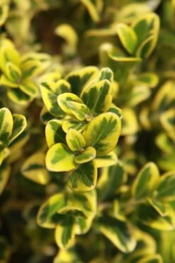 Golden Triumph Variegated Dwarf Boxwood - 3 Gallon Pot -Best Plant Shop Boxwood Golden Triumph 3 1
