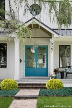 Golden Triumph Variegated Dwarf Boxwood - 3 Gallon Pot -Best Plant Shop Boxwood Golden Triumph 7 1