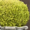 Golden Triumph Variegated Dwarf Boxwood - 1 Gallon Pot -Best Plant Shop Boxwood Golden Triumph 9 2