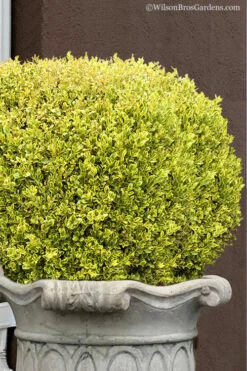 Golden Triumph Variegated Dwarf Boxwood - 1 Gallon Pot