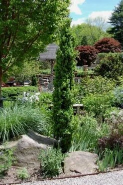 Graham Blandy Columnar Boxwood - 3 Gallon Pot 9 Graham Blandy Columnar Boxwood - 3 Gallon Pot -Best Plant Shop Boxwood Graham Blandy 2 1