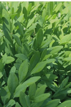 Green Mountain Boxwood - 6 Pack Of 2.5 Quart Pots 14 Green Mountain Boxwood - 6 Pack Of 2.5 Quart Pots -Best Plant Shop Boxwood Green Mountain 12 1