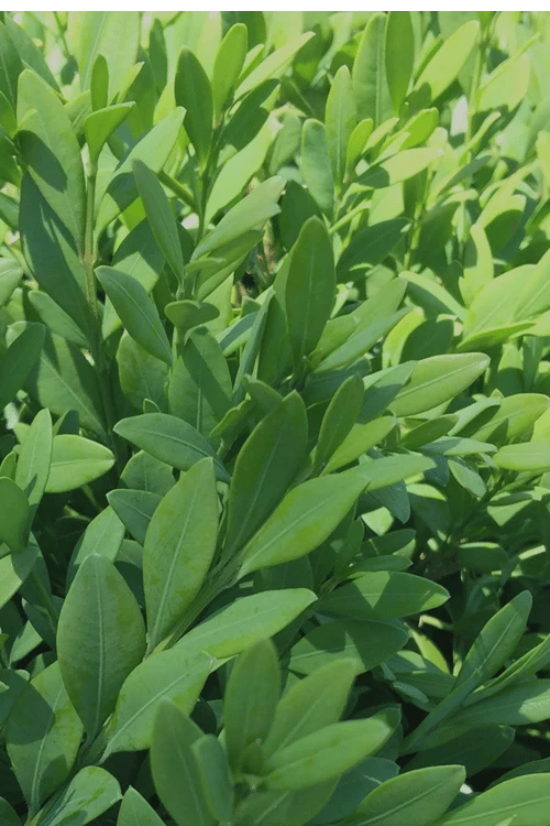 Green Mountain Boxwood - 6 Pack Of 2.5 Quart Pots 8 Green Mountain Boxwood - 6 Pack Of 2.5 Quart Pots - Image 6