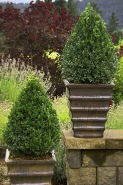 Green Mountain Boxwood - 6 Pack Of 2.5 Quart Pots 12 Green Mountain Boxwood - 6 Pack Of 2.5 Quart Pots -Best Plant Shop Boxwood Green Mountain 23 1