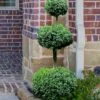 Common Boxwood 3-Ball Poodle Tier Topiary (Buxus Sempervirens) - 5 Gallon Pot -Best Plant Shop Boxwood Green Mountain 3 Ball Poodle Tier 4