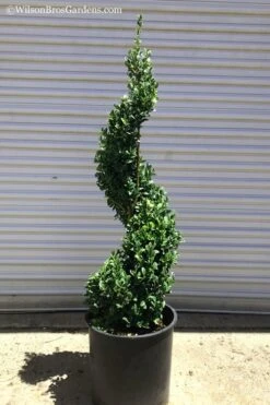 Green Mountain Boxwood Spiral Topiary - 5 Gallon Pot -Best Plant Shop Boxwood Green Mountain Spiral 1