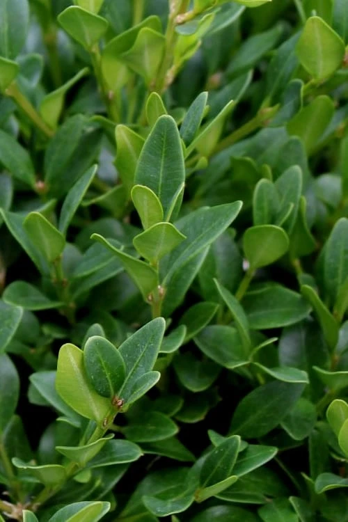 Green Velvet Boxwood - 1 Gallon Pot 8 Green Velvet Boxwood - 1 Gallon Pot - Image 6
