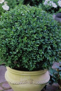 Green Velvet Boxwood - 1 Gallon Pot 12 Green Velvet Boxwood - 1 Gallon Pot -Best Plant Shop Boxwood Green Velvet 3 1