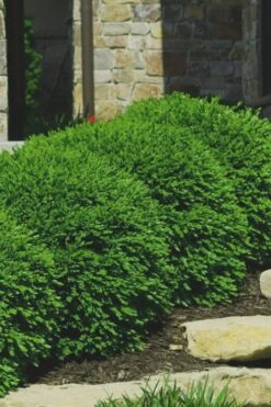 Green Velvet Boxwood - 6 Pack Of 1 Gallon Pots 11 Green Velvet Boxwood - 6 Pack Of 1 Gallon Pots -Best Plant Shop Boxwood Green Velvet 7 2