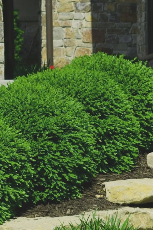Green Velvet Boxwood - 7 Gallon Pot 6 Green Velvet Boxwood - 7 Gallon Pot - Image 4