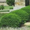 Green Velvet Boxwood - 6 Pack Of 1 Gallon Pots 2 Green Velvet Boxwood - 6 Pack Of 1 Gallon Pots -Best Plant Shop Boxwood Green Velvet 8 2