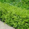 Japanese Boxwood - Buxus Microphylla - 6 Pack Of 1 Gallon Pots 2 Japanese Boxwood - Buxus Microphylla - 6 Pack Of 1 Gallon Pots -Best Plant Shop Boxwood Japanese 500x750 1