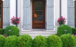 Japanese Boxwood - Buxus Microphylla - 1 Gallon Pot 14 Japanese Boxwood - Buxus Microphylla - 1 Gallon Pot -Best Plant Shop Boxwood Japanese Entryway 3