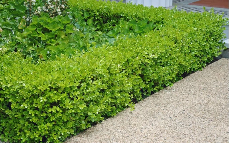 Japanese Boxwood - Buxus Microphylla - 1 Gallon Pot 6 Japanese Boxwood - Buxus Microphylla - 1 Gallon Pot - Image 4