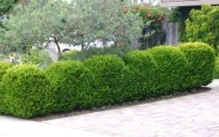 Japanese Boxwood - Buxus Microphylla - 1 Gallon Pot 15 Japanese Boxwood - Buxus Microphylla - 1 Gallon Pot -Best Plant Shop Boxwood Japanese Hedge 3 3