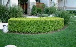 Japanese Boxwood - Buxus Microphylla - 1 Gallon Pot 16 Japanese Boxwood - Buxus Microphylla - 1 Gallon Pot -Best Plant Shop Boxwood Japanese Hedge 5