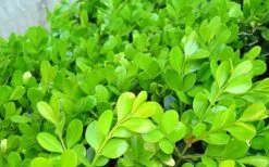 Japanese Boxwood - Buxus Microphylla - 1 Gallon Pot 17 Japanese Boxwood - Buxus Microphylla - 1 Gallon Pot -Best Plant Shop Boxwood Japanese Leaves Closeup 3