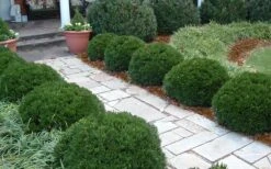 Justin Brouwers Dwarf Boxwood - 6 Pack Of 1 Gallon Pots -Best Plant Shop Boxwood Justin Brouwers In Landscape