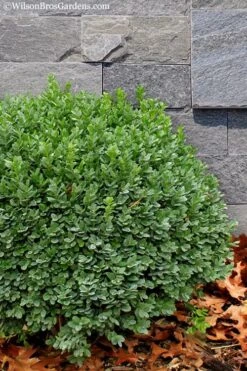 Korean Dwarf Boxwood - Buxus Sinica Var. Insularis 'Nana' - 6 Pack Of 1 Gallon Pots -Best Plant Shop Boxwood Korean Dwarf Insularis Nana 1