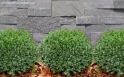 Korean Dwarf Boxwood - Buxus Sinica Var. Insularis 'Nana' - 6 Pack Of 1 Gallon Pots -Best Plant Shop Boxwood Korean Dwarf Insularis Nana 2