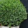 Korean Dwarf Boxwood - Buxus Sinica Var. Insularis 'Nana' - 6 Pack Of 1 Gallon Pots 1 Korean Dwarf Boxwood - Buxus Sinica Var. Insularis 'Nana' - 6 Pack Of 1 Gallon Pots -Best Plant Shop Boxwood Korean Dwarf Insularis Nana 5