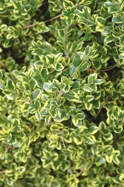 Sunburst Variegated Korean Boxwood - 1 Gallon Pot 13 Sunburst Variegated Korean Boxwood - 1 Gallon Pot -Best Plant Shop Boxwood Sunburst 2
