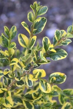 Sunburst Variegated Korean Boxwood - 1 Gallon Pot 14 Sunburst Variegated Korean Boxwood - 1 Gallon Pot -Best Plant Shop Boxwood Sunburst
