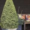 Variegated Boxwood Cone Topiary (Buxus Sempervirens 'Variegata') - 5 Gallon Pot -Best Plant Shop Boxwood Variegated Cone 10 1