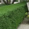 Wintergreen Boxwood - 3 Gallon Pot -Best Plant Shop Boxwood Wintergreen 10 3