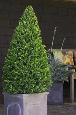 Wintergreen Boxwood - 1 Gallon Pot -Best Plant Shop Boxwood Wintergreen 11 1