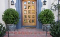 Wintergreen Boxwood - 6 Pack Of 1 Gallon Pots -Best Plant Shop Boxwood Wintergreen 12