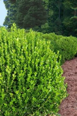 Wintergreen Boxwood - 1 Gallon Pot -Best Plant Shop Boxwood Wintergreen 500x750 2