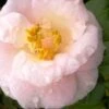April Blush Cold Hardy Pink Camellia - 3 Gallon Pot -Best Plant Shop Camellia April Blush 2