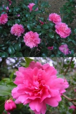 Autumn Spirit Camellia - Hybrid - 3 Gallon Pot 11 Autumn Spirit Camellia - Hybrid - 3 Gallon Pot -Best Plant Shop Camellia April Spirit 3