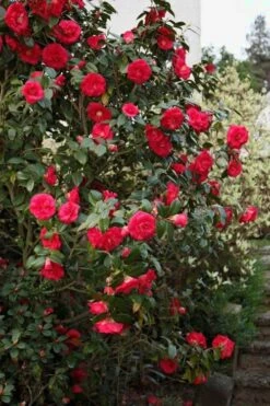 April Tryst Camellia Japonica - 1 Gallon Pot -Best Plant Shop Camellia April Tryst 2