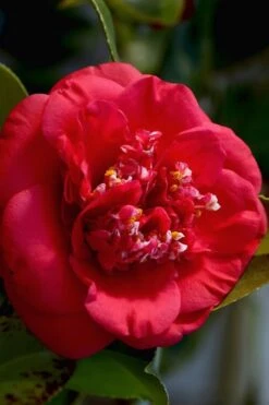 April Tryst Camellia Japonica - 1 Gallon Pot -Best Plant Shop Camellia April Tryst 3