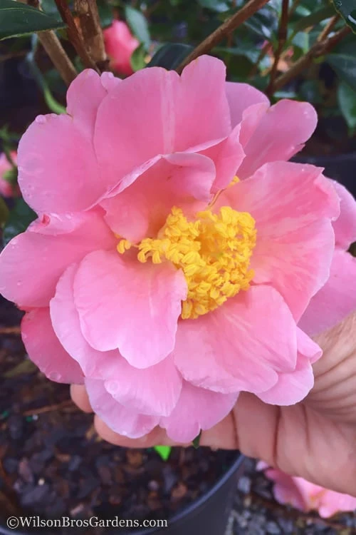Arctic Dawn Cold Hardy Pink Camellia Hybrid - 3 Gallon Pot 3 Arctic Dawn Cold Hardy Pink Camellia Hybrid - 3 Gallon Pot