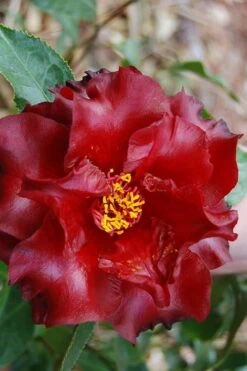 Black Magic Camellia Japonica - 5 Gallon Pot 9 Black Magic Camellia Japonica - 5 Gallon Pot -Best Plant Shop Camellia Black Magic 2