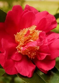 Blood Of China Fragrant Red Camellia Japonica - 1 Gallon Pot -Best Plant Shop Camellia Blood Of China 3