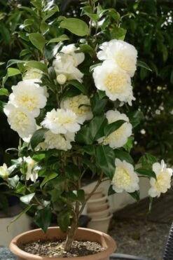 Brushfield Yellow Camellia Japonica - 3 Gallon Pot 12 Brushfield Yellow Camellia Japonica - 3 Gallon Pot -Best Plant Shop Camellia Brushfield Yellow 500x750 1