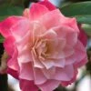 Buttons 'n Bows Camellia Hybrid - 3 Gallon Pot 2 Buttons 'n Bows Camellia Hybrid - 3 Gallon Pot -Best Plant Shop Camellia Buttons And Bows JW 1