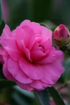 Chansonette Dwarf Weeping Camellia Sasanqua - 3 Gallon Pot -Best Plant Shop Camellia Chansonette 2