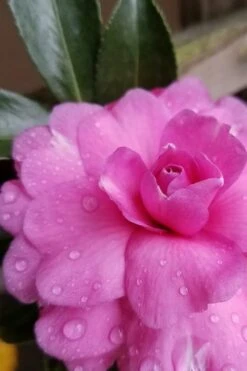 Chansonette Dwarf Weeping Camellia Sasanqua - 3 Gallon Pot -Best Plant Shop Camellia Chansonette 4