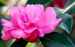 Chansonette Dwarf Weeping Camellia Sasanqua - 3 Gallon Pot -Best Plant Shop Camellia Chansonette 5