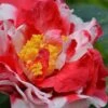 Sacred Dance Camellia Japonica 'Daikagura' - 1 Gallon Pot 2 Sacred Dance Camellia Japonica 'Daikagura' - 1 Gallon Pot -Best Plant Shop Camellia Daikagura 1 500x750 1