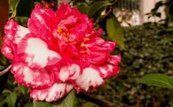 Sacred Dance Camellia Japonica 'Daikagura' - 1 Gallon Pot -Best Plant Shop Camellia Daikagura 3