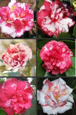 Sacred Dance Camellia Japonica 'Daikagura' - 1 Gallon Pot -Best Plant Shop Camellia Daikagura Colors 500x750 1