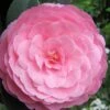 E.G. Waterhouse Camellia - Williamsii Hybrid - 3 Gallon Pot 2 E.G. Waterhouse Camellia - Williamsii Hybrid - 3 Gallon Pot -Best Plant Shop Camellia EG Waterhouse 1