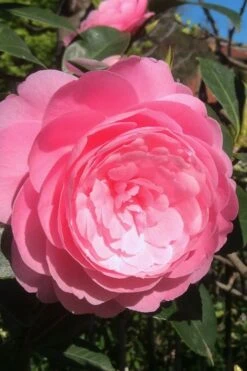 E.G. Waterhouse Camellia - Williamsii Hybrid - 3 Gallon Pot 11 E.G. Waterhouse Camellia - Williamsii Hybrid - 3 Gallon Pot -Best Plant Shop Camellia EG Waterhouse 2